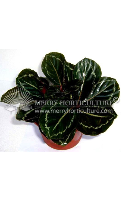 Calathea 'roseo-picta'